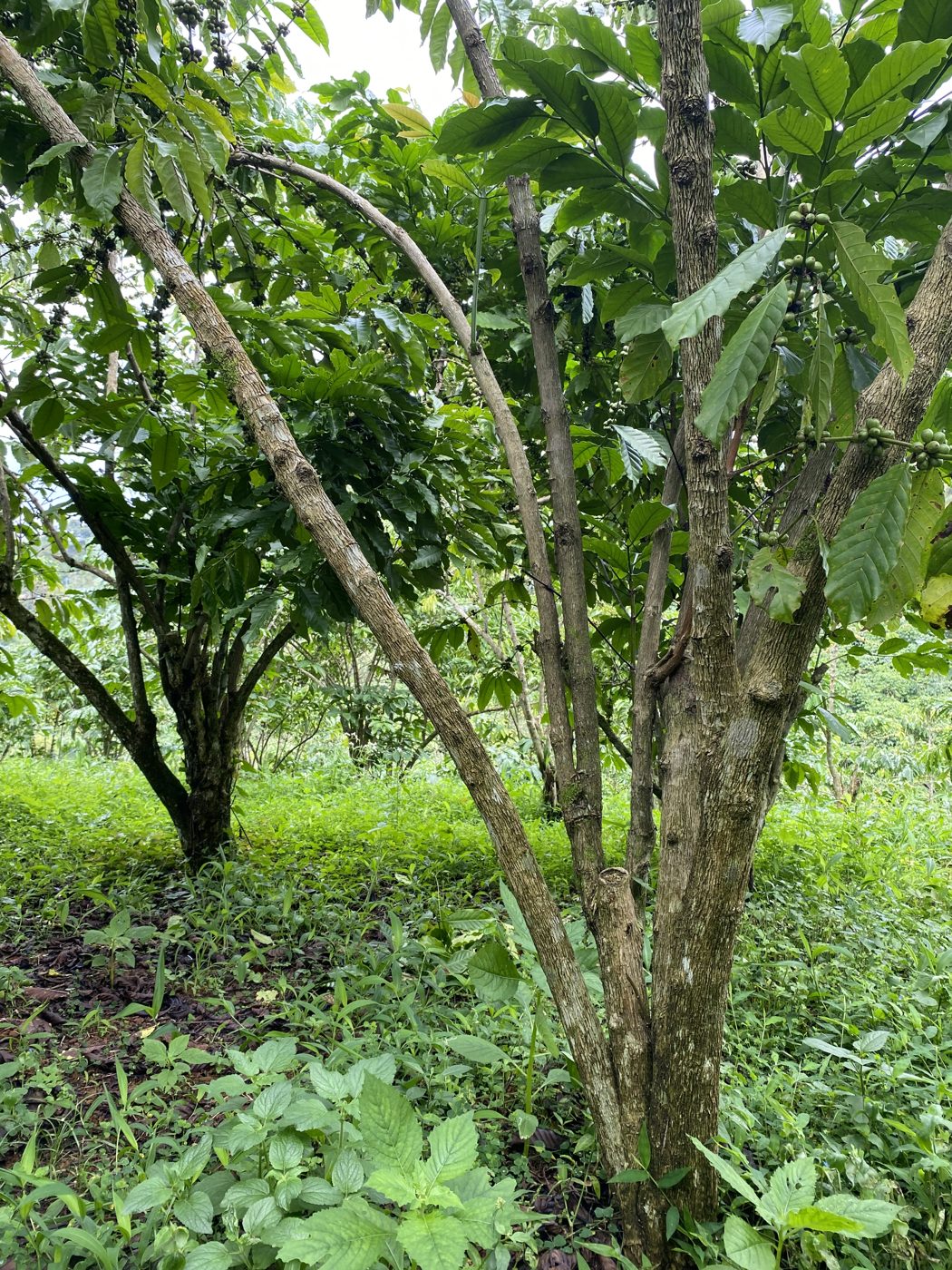Rows of old Robusta coffee trees on a farm in the Central Highlands of Vietnam