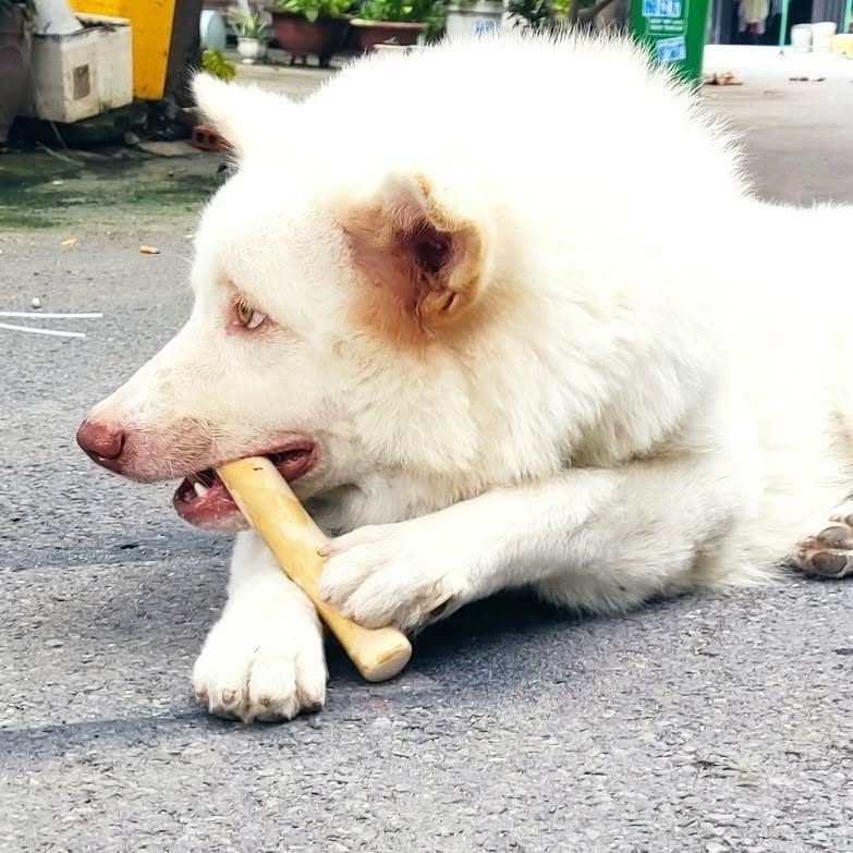 Dog chewing a natural coffee wood dog chew