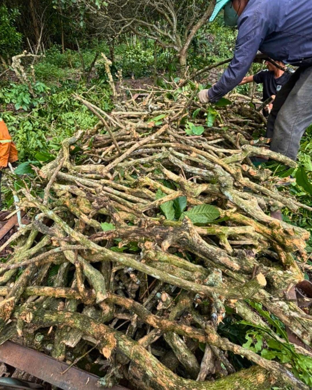 Old coffee tree trunks collected at a farm in the Central Highlands of Vietnam during replanting