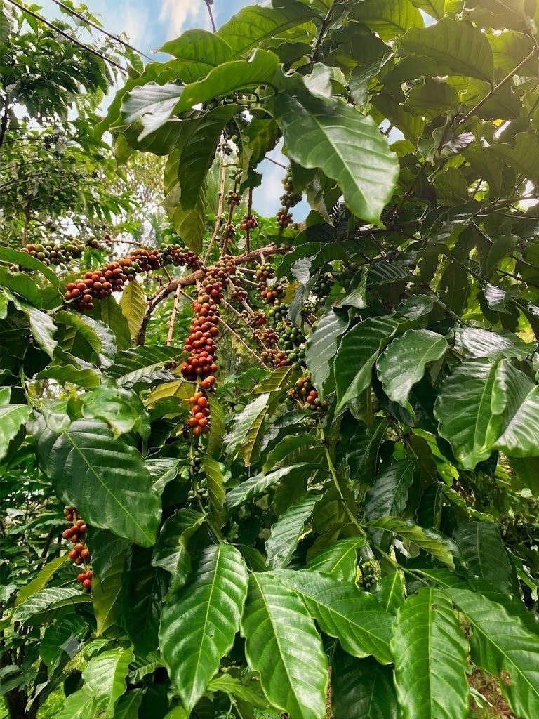 Robusta coffee tree with ripe cherries in the Central Highlands of Vietnam, where coffee wood dog chews come from