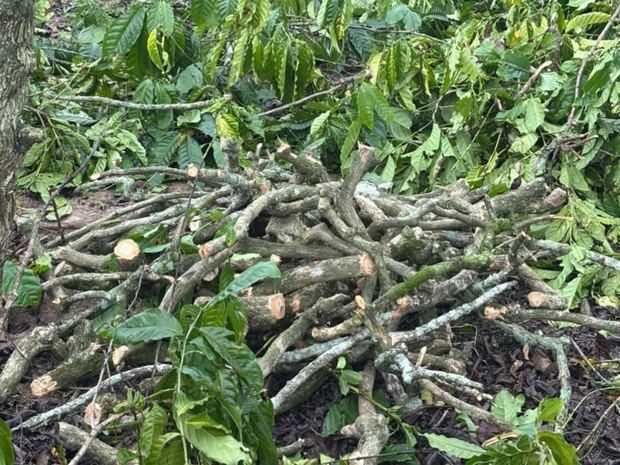 Old coffee tree trunks left after replanting on a Vietnamese coffee farm