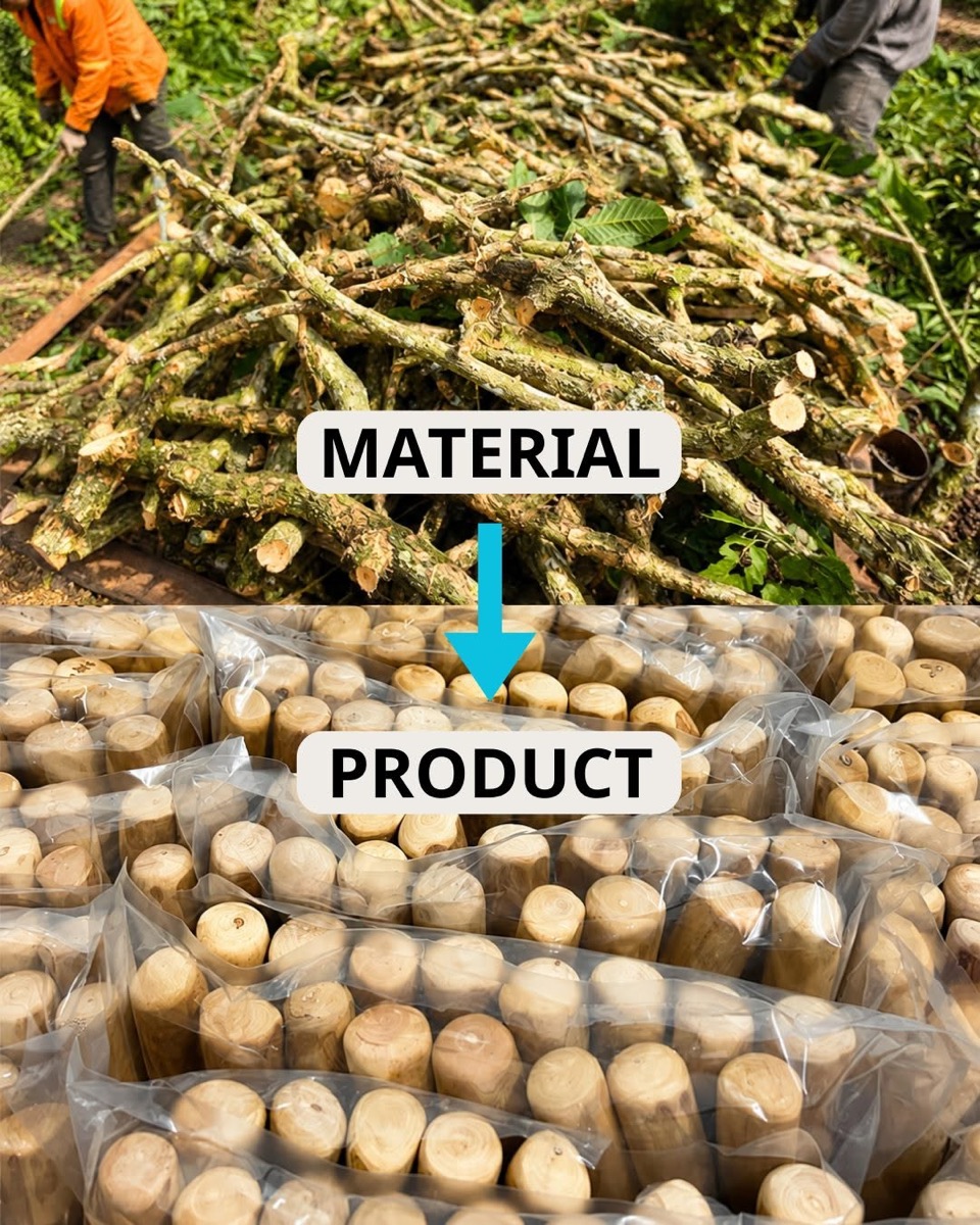 Raw coffee wood material intake at the factory
